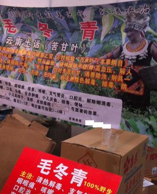 毛冬青批發(fā)與預(yù)包裝食品供應(yīng) 苦甘葉、萬承葉的專業(yè)選擇